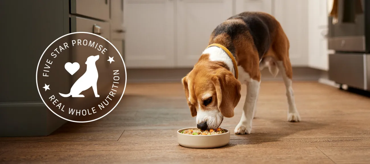 Dog is eating