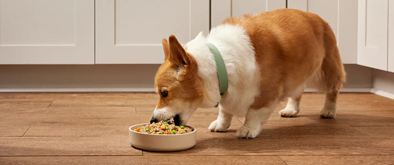 Corgi eat a bowl of Fresh Selects on the ground