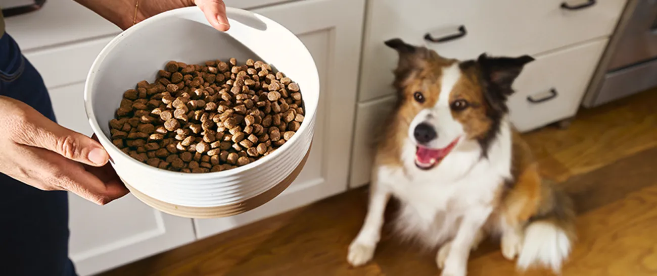 Border collie looking at a bowl of kibble and fresh dog food