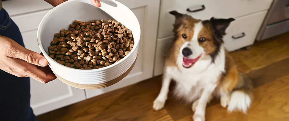 Hands of a person holding a bowl of Merrick dry dog food with an Australian Sheperad looking up smiling