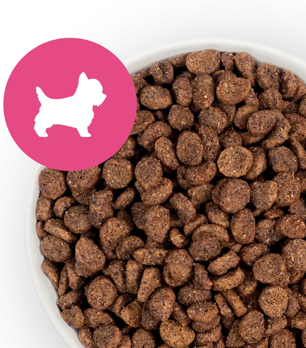 Small Breed Dog Food kibble in a bowl
