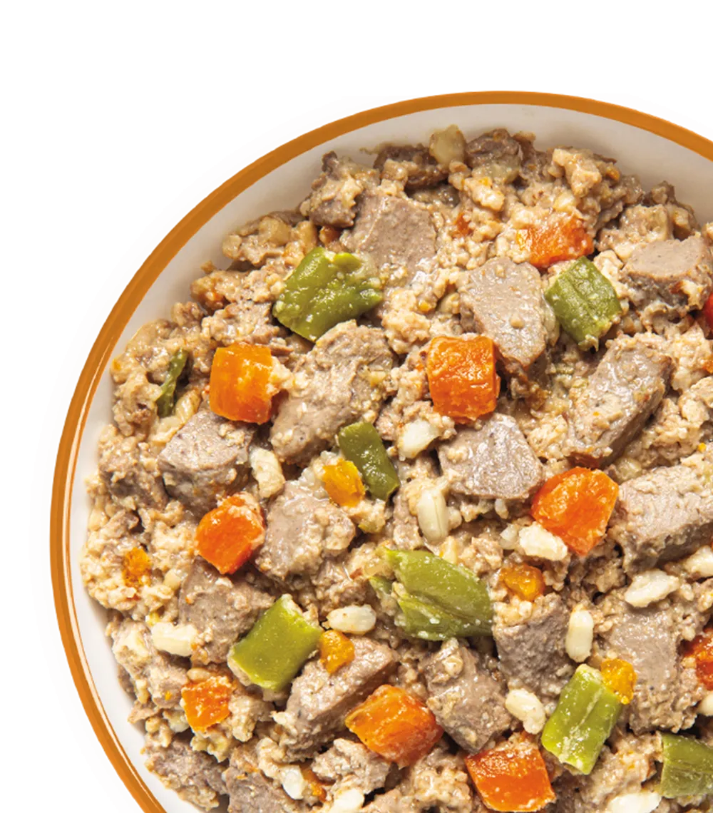 Wet Dog Food in bowl