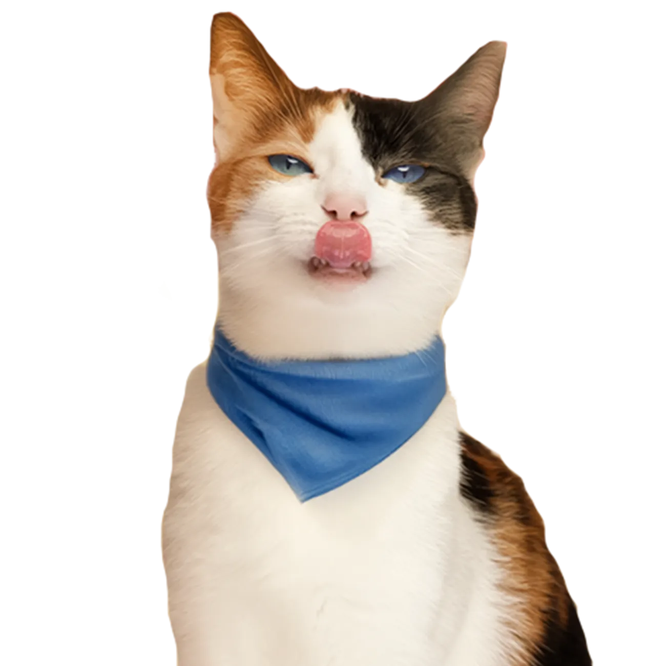 calico cat in blue bandana licking her lips