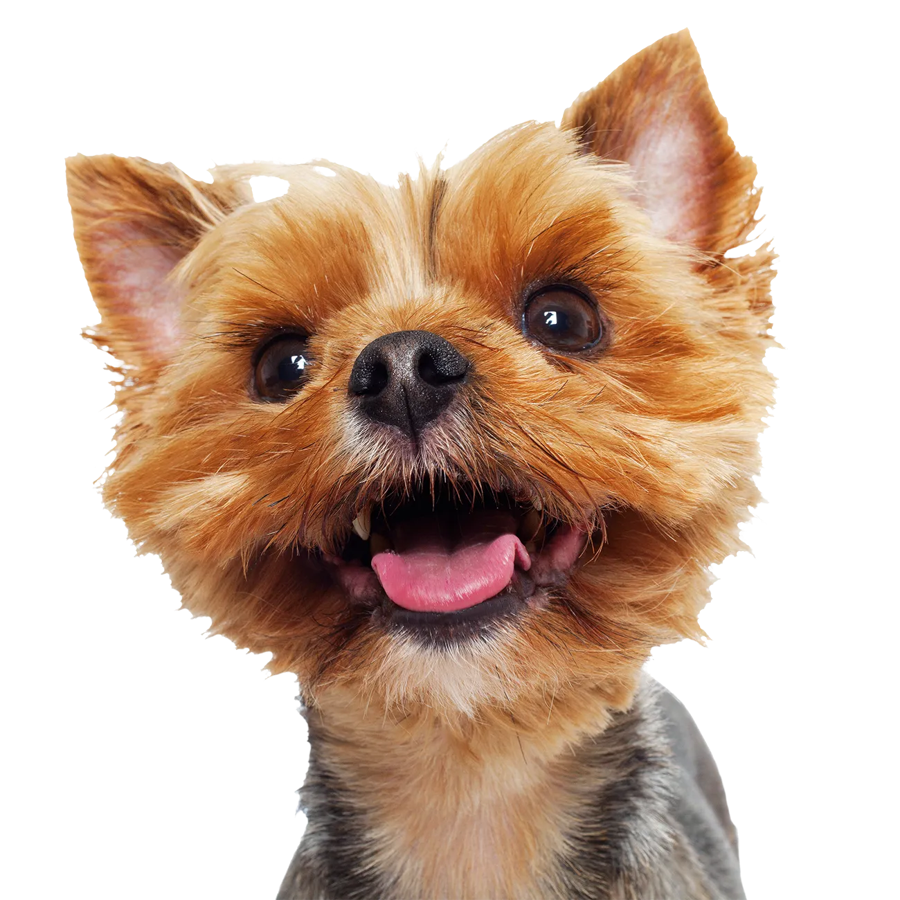 Small dog