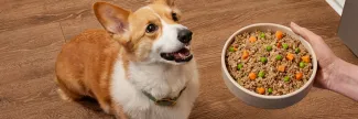 Corgi looking up at a person holding up a bowl of Merrick Fresh Selects