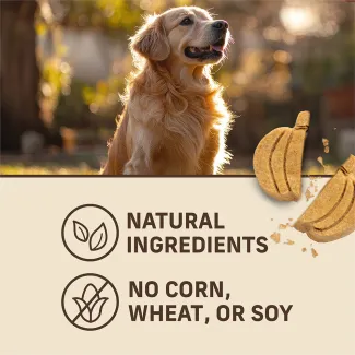 A golden retriever and a Merrick Oven Baked Pumpkin Patch Dog Treat above Natural Ingredients and No Corn, Wheat or Soy.