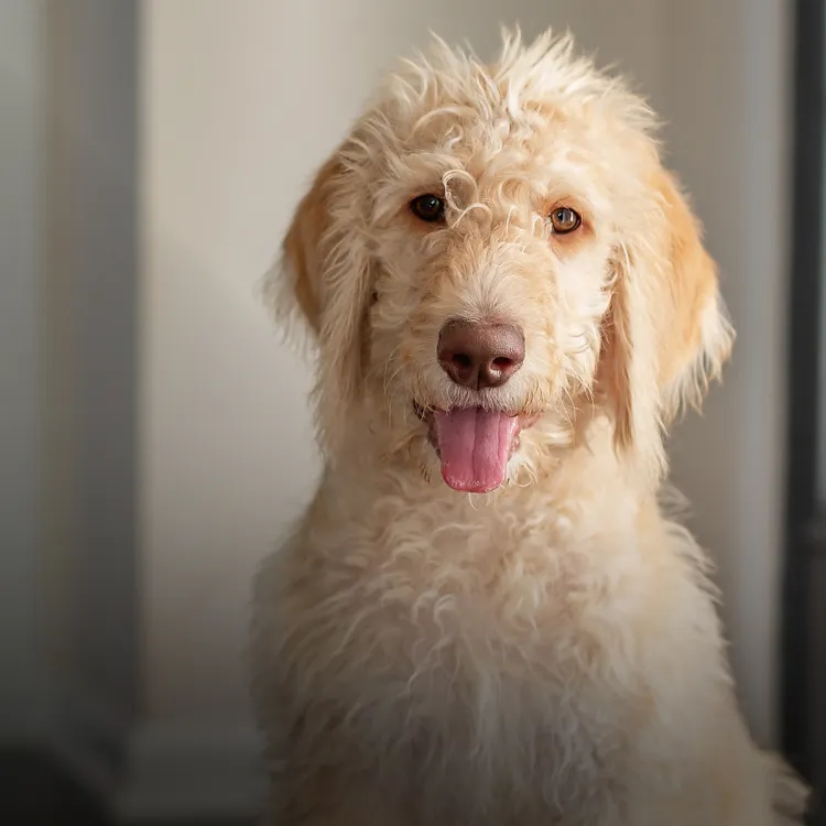 golden doodle dog