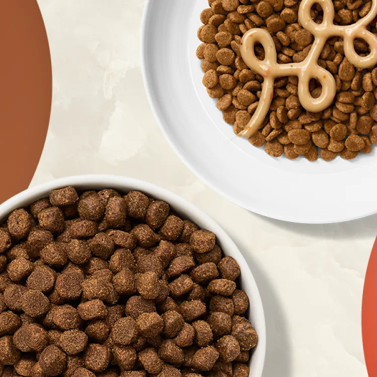 Dog and cat in circles next to plates of kibble